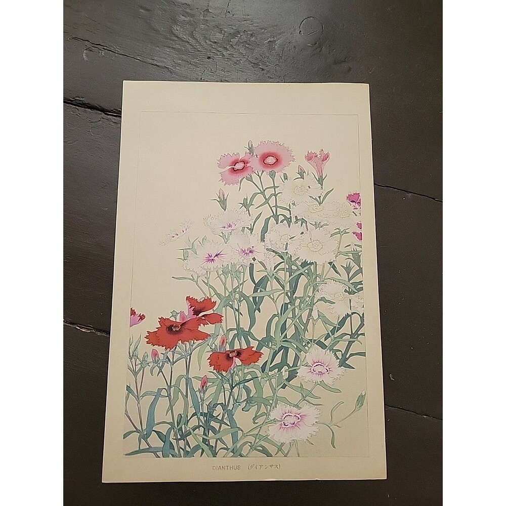 Dianthus Chigusa Soun-Two Japanese Woodblocks-Flowers Of Japan-Meiji Era 1900